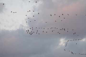 Großer Schwarm Wildgänse im Abendflug vor dramatischen Wolken – Vogelzug am Himmel mit Textfreiraum © Andre
