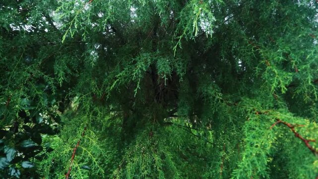 Close up of tree and bushes leaves with forest sounds wind rain and birds singing relaxing nature ambient video