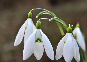 In the forest in spring snowdrops (Galanthus nivalis) bloom