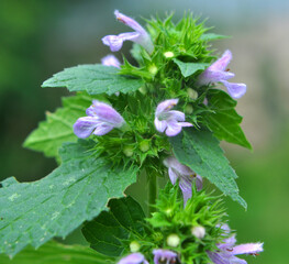 Ballota Nigra grows in nature