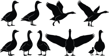 Goose silhouettes collection featuring standing, walking, flying and wings spread poses, isolated on white background, wildlife and farm design © Mst