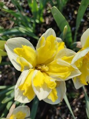 Obraz premium Beautiful blooming narcissus flower on sunny spring day. Varietal flower of narcissus variety Banana Splash. Yellow carved petals on white petals in inflorescence with stamens on green stem and leaves
