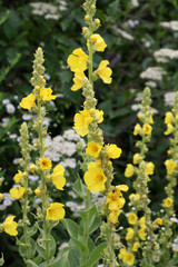 It blooms in the wild common mullein, (Verbascum phlomoides)
