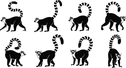 Ring tailed lemur silhouettes set, lemur animal collection poses, exotic wildlife primate illustration isolated on white background © Mst
