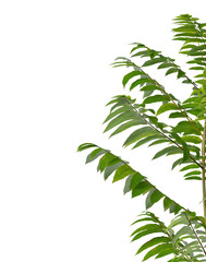 Plant branch isolated on transparent background. Green small tree branch isolated on transparent background. Young plant or tree leaves isolated on white background. Tree foliage PNG. Plant leaves PNG