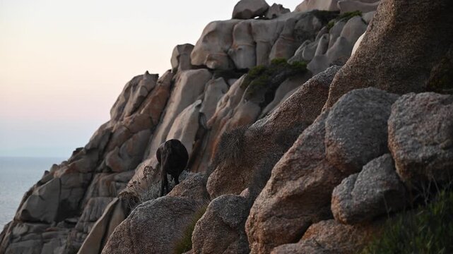 Cinematic sunset footage of wild goat standing on steep granite cliff in the Gallura region of Sardinia, Italy. Warm golden light illuminates rugged rock formation and natural coastal landscape. 