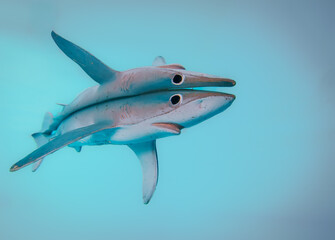 Obraz premium Muñeco de tiburon
