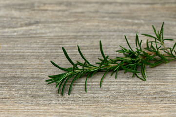 Single Fresh Rosemary Branch on Wooden Kitchen Table