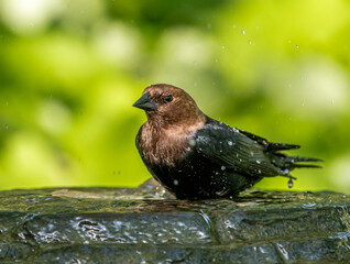 Brown-headed Cowbird (Molothrus ater) stands on a stone fountain in a Midwest garden, with sunlight reflecting on water droplets.