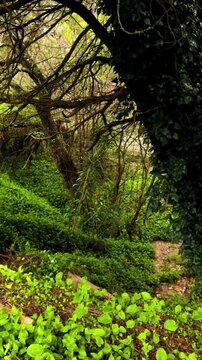 Forest with rain and wind. Ambient nature sound relaxing peaceful scenery. Vertical shoot for social media and shorts video channels