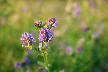 Obraz premium Flowering purple alfalfa (Medicago sativa) plant on green field.