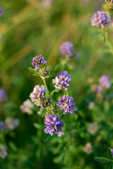 Obraz premium Flowering purple alfalfa (Medicago sativa) plant on green field.