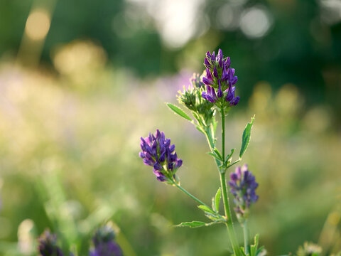 Flowering purple alfalfa (Medicago sativa) plant on green field.