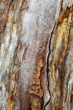debarked wooden surface background with water coloration and worm paths brown golden yellow gray