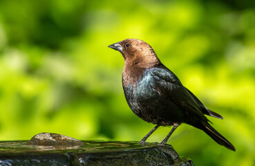 Brown-headed Cowbird (Molothrus ater) perched on a stone garden fountain in a Midwest garden, showing glossy plumage and brown head.