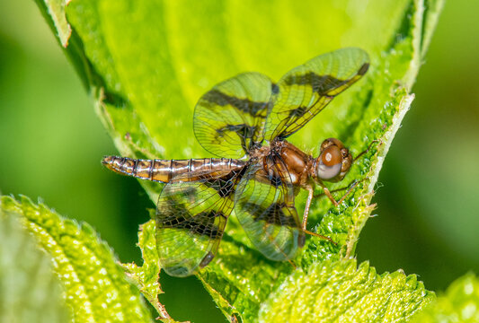 Eastern Amberwing (Perithemis tenera) perched on bright green leaves, showing amber wings and delicate details in sunlight.