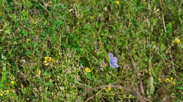 A blue butterfly sits on a yellow alfalfa flower Medicago. It moves clockwise, and the upper side of its wings can be seen. Medium shot. Sunny day.