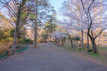 早朝の与野公園内の桜