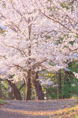 満開の与野公園の桜