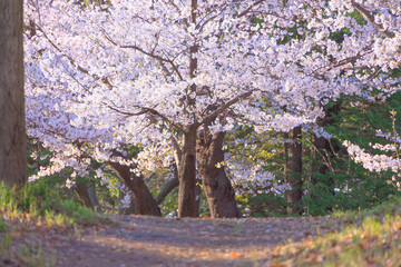 満開の与野公園の桜