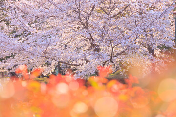与野公園バラ園側の満開の桜
