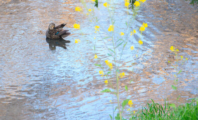 水面下で毛繕いするカルガモ