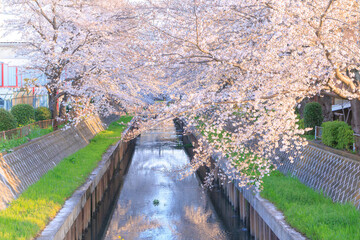 満開の鴻沼川の桜