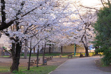 早朝の与野公園内の桜