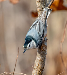 White-breasted Nuthatch