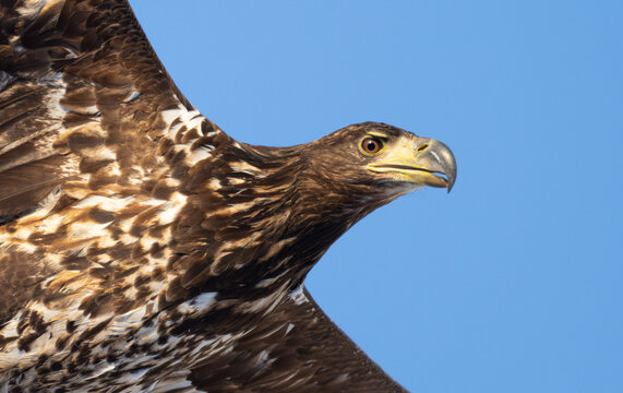 Close on a young White-Tailed Eagle in Bodo, Norway February 2026