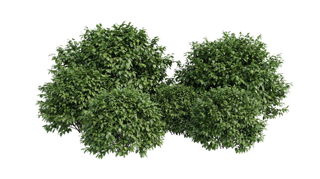 3D render of a cluster of garden bushes isolated on white background close-up