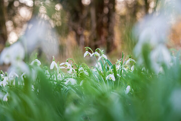 Obraz premium Snowdrop or common snowdrop, Galanthus nivalis flowers. Snowdrops after the snow has melted. In the forest in the wild in spring snowdrops bloom.