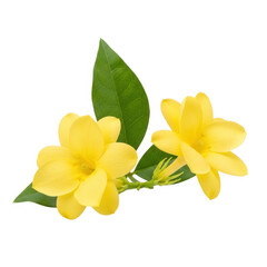 Fototapeta premium Yellow flowers with green leaves beautifully arranged isolated on white background isolated on transparent background