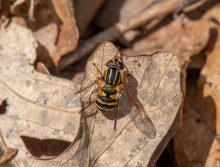 Narrow-headed Marsh Fly