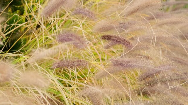 Close Up of Dried Wheat Grass in Landscape Design. Natural Textural Detail.