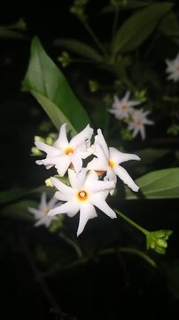 White Night Flowering Jasmine Sepalika Flowers Blooming in Darkness. Full HD Nature Video