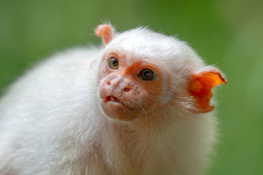 Silvery Marmoset - Mico argentatus, beautiful small primate with silvery fur from Amazon rainforests of Brazil.