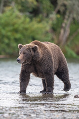 Alaskan brown bear standing in Brooks River