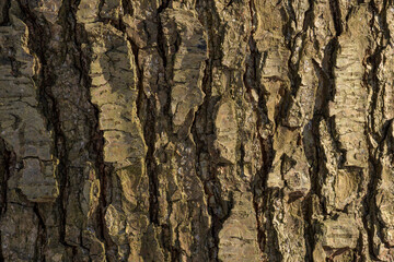 Obraz premium Detailed Texture of Old Tree Bark in Natural Sunlight