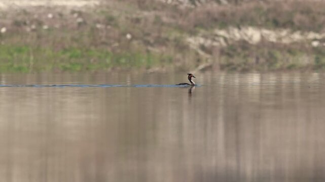 Somormujo lavanco sumergi&eacute;ndose y buceando en el lago, Beniarres, Espa&ntilde;a