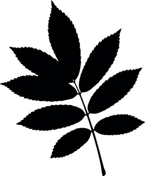 Black Silhouette of Ash Tree Leaf Isolated on White Background for Botanical Design