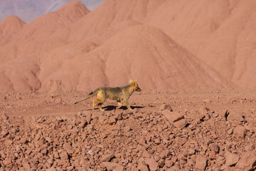 Fototapeta premium Fox in Patagonia