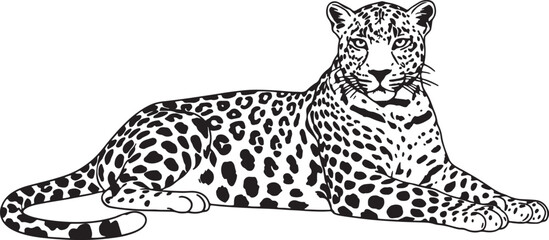 Black and white line of a resting leopard with distinctive spotted fur pattern also transparent background © PixelSaga MH2 