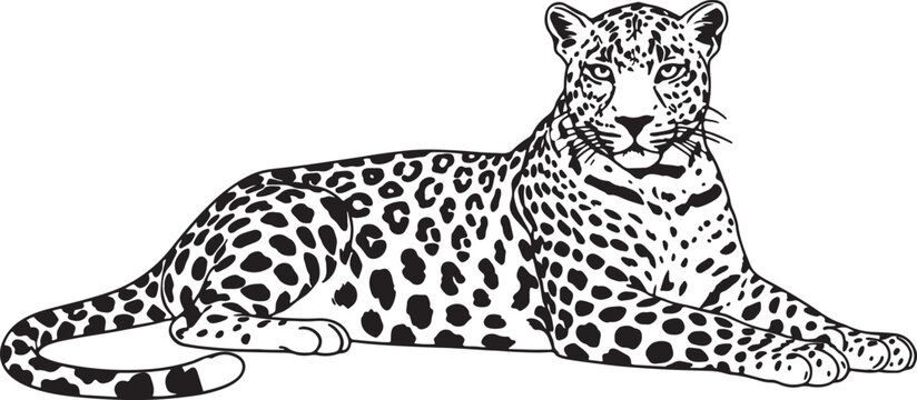 Black and white line of a resting leopard with distinctive spotted fur pattern also transparent background