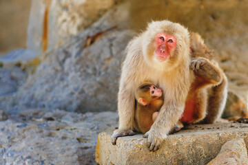 Naklejka premium Japanese snow monkey mother holding baby, red faced macaque sitting on rock, wildlife scene in Japan, tender animal family moment in nature