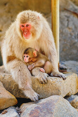 Obraz premium Japanese snow monkey mother holding baby, red faced macaque sitting on rock, wildlife scene in Japan, tender animal family moment in nature