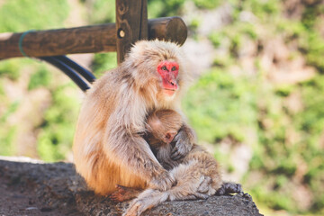 Obraz premium Japanese snow monkey mother holding baby, red faced macaque sitting on rock, wildlife scene in Japan, tender animal family moment in nature
