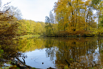 Obraz premium Ein spiegelglatter See im Tiergarten Raesfeld reflektiert das leuchtende Gold und Orange der herbstlichen Bäume unter einem hellen Himmel.