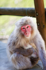 Naklejka premium Japanese snow monkey mother holding baby, red faced macaque sitting on rock, wildlife scene in Japan, tender animal family moment in nature