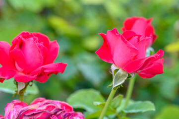 Fototapeta premium Red Roses on Green Background